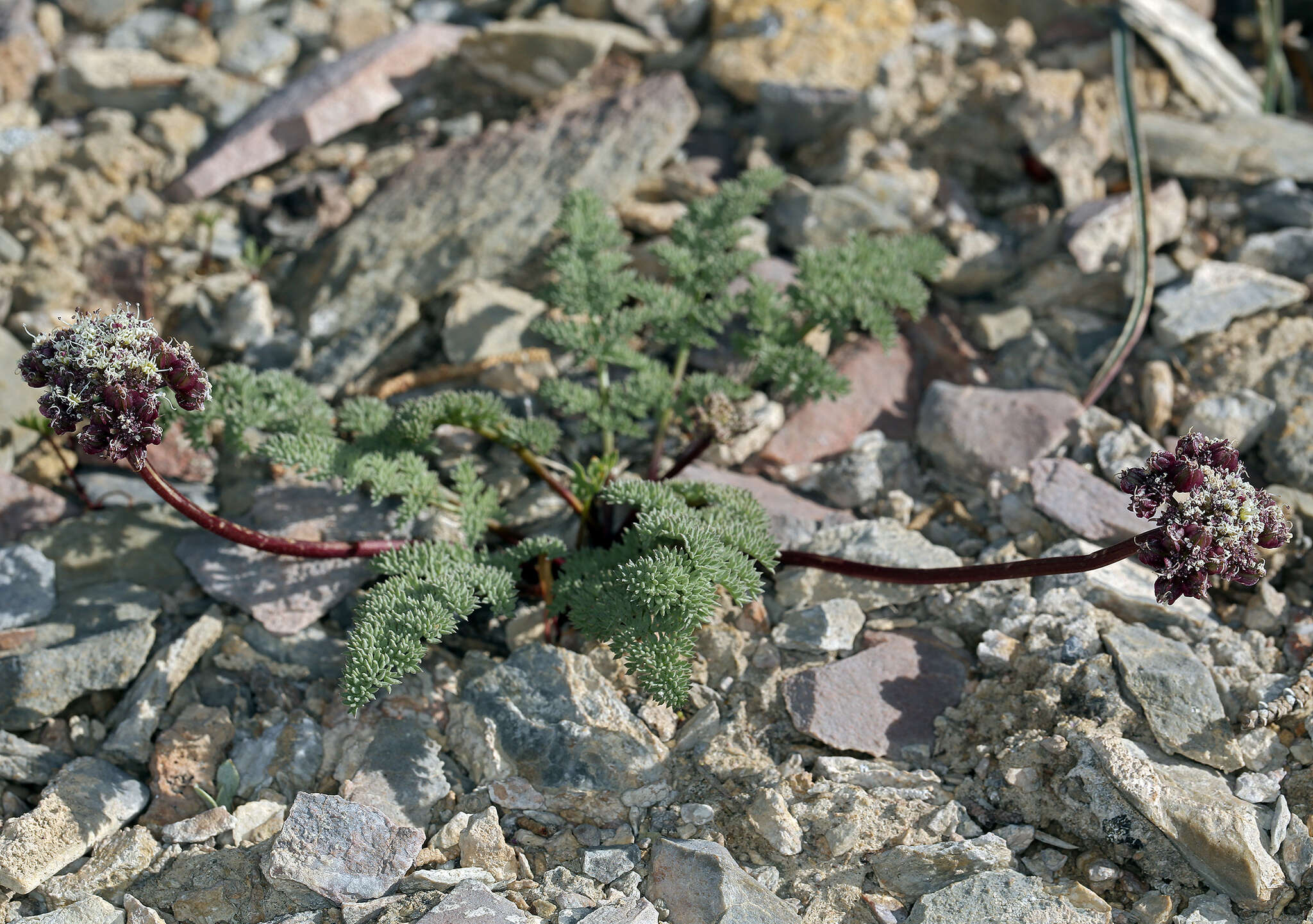 Plancia ëd Aulospermum aboriginum (M. E. Jones) Mathias