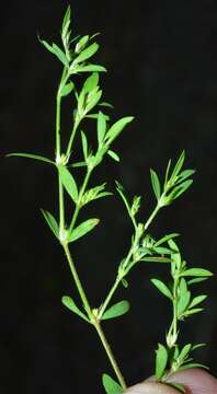 Image of hairy forked nailwort