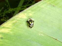 Deloyala insubida (Boheman 1855)的圖片