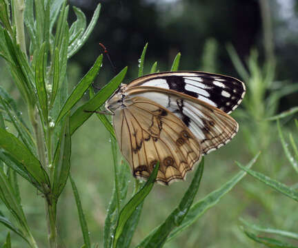 Image of Melanargia halimede Ménétriés 1859