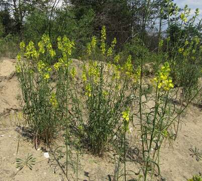 Image de Erysimum canum (Piller & Mitterp.) Polatschek