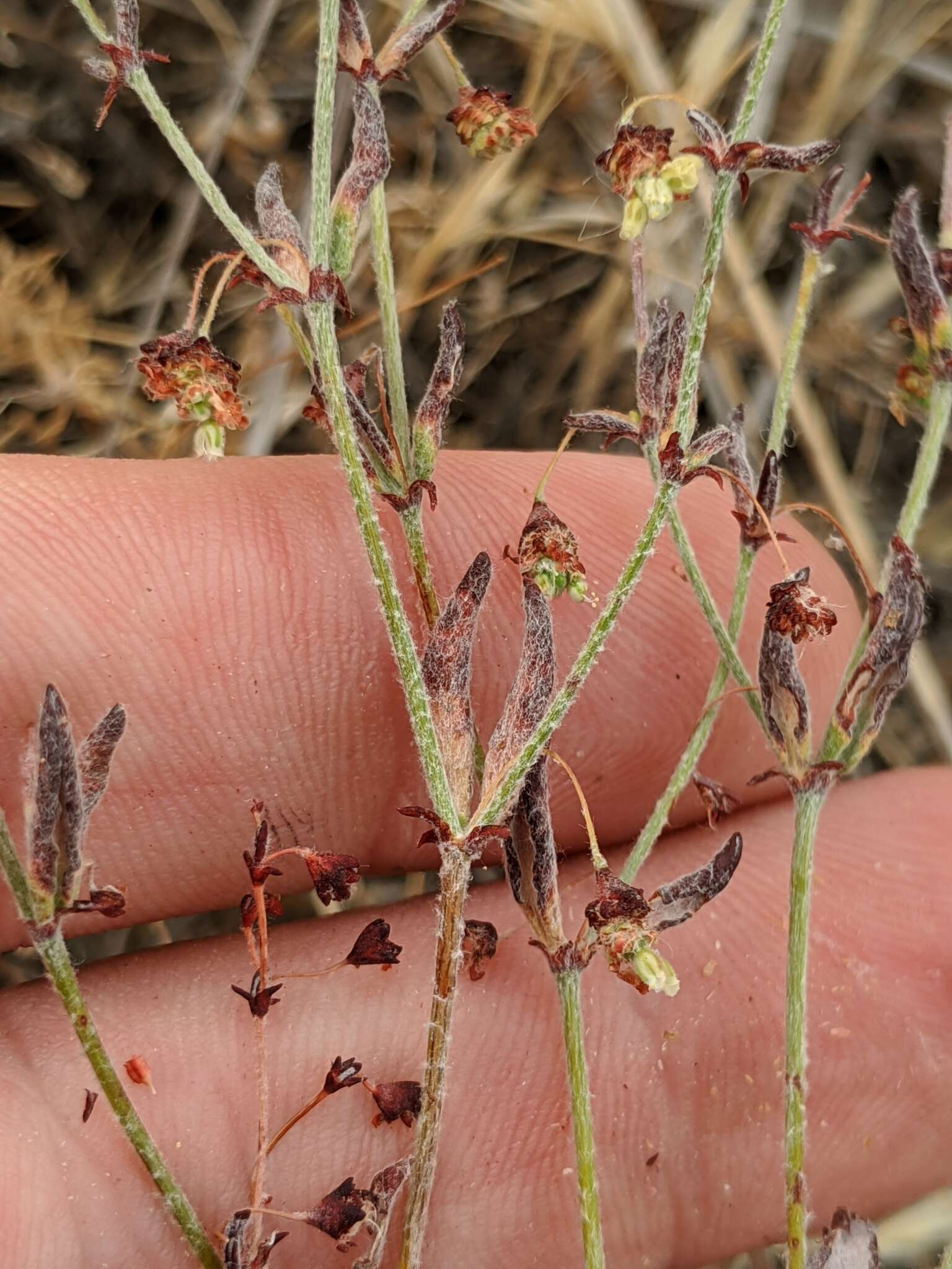 Image of twotooth buckwheat