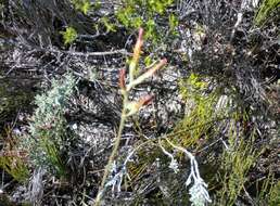 Image of Adromischus caryophyllaceus (Burm. fil.) Lem.