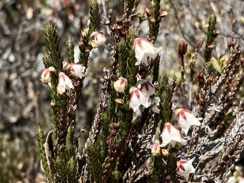 Imagem de Cassiope fastigiata (Wall.) D. Don