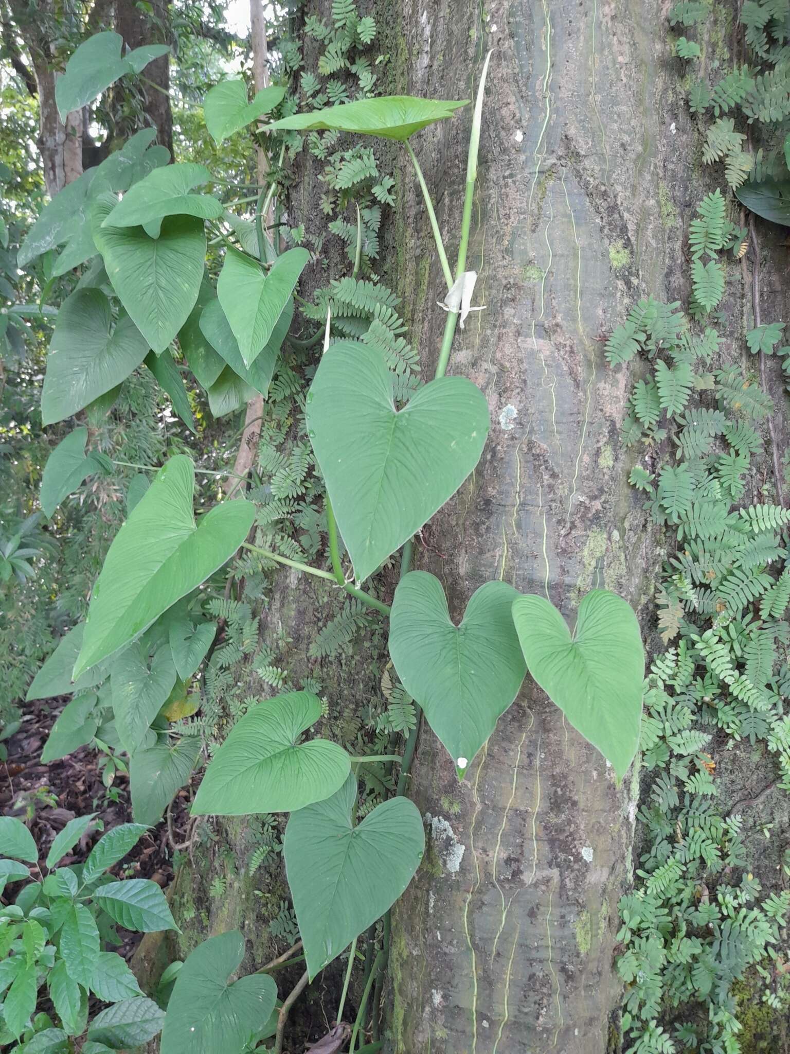 Philodendron jacquinii Schott的圖片