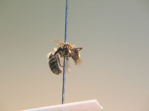 Image of <i>Colletes impunctatus</i> Nylander 1852