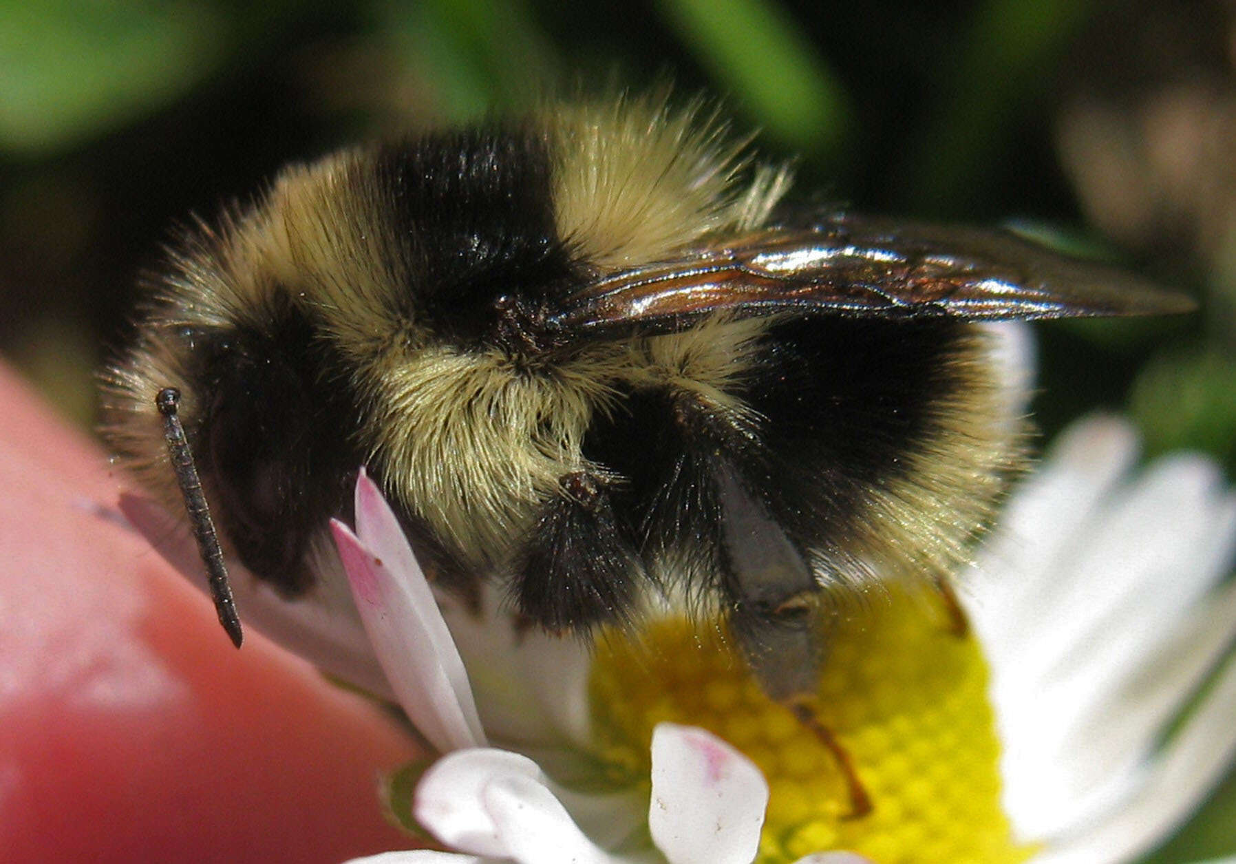 Image of Black Tail Bumble Bee