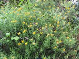 Plancia ëd Genista hispanica subsp. occidentalis Rouy