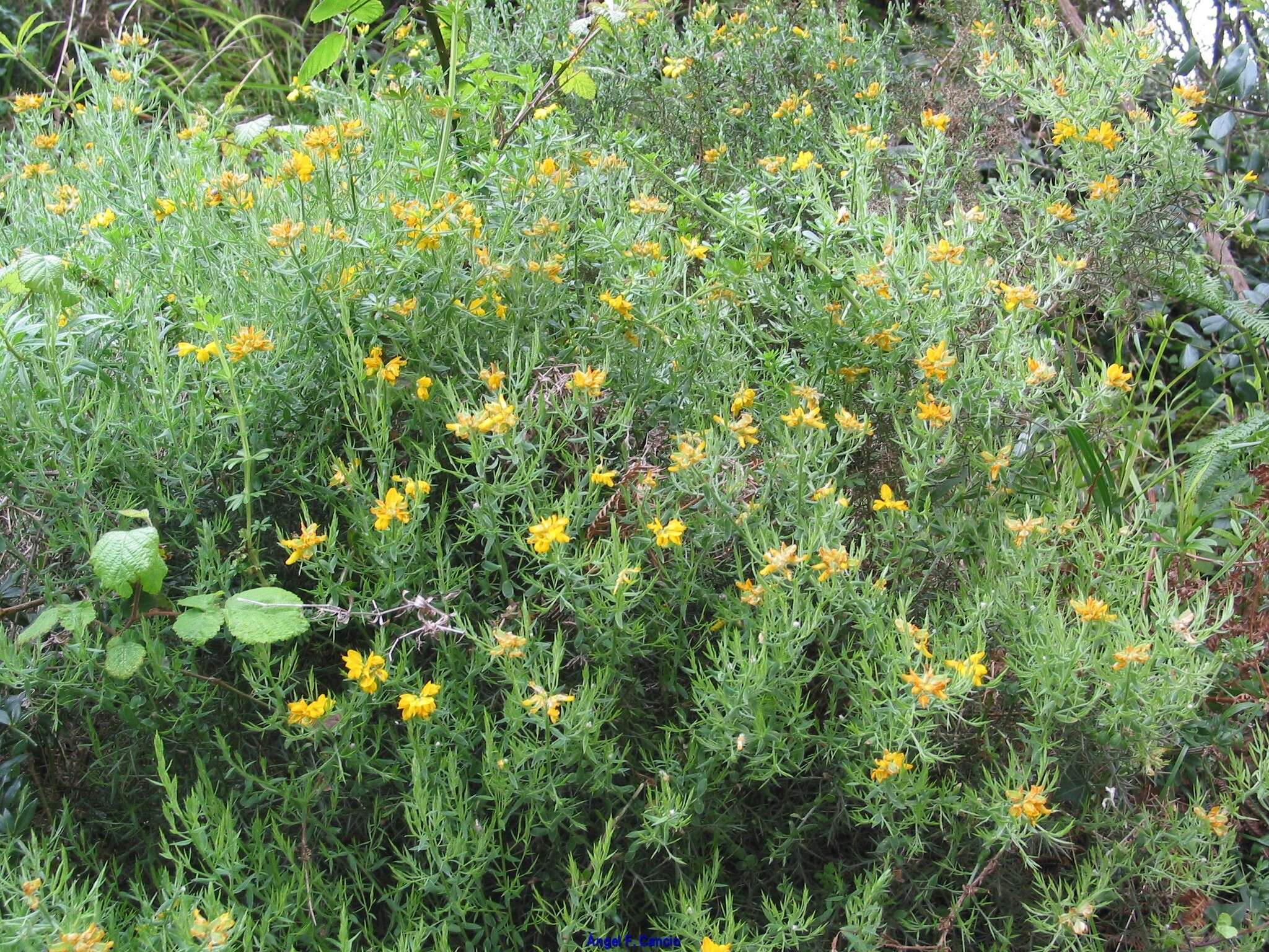 Image of Genista hispanica subsp. occidentalis Rouy