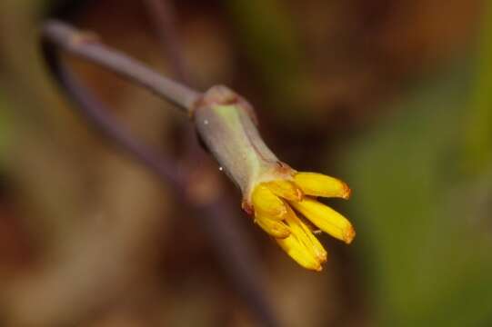 Image of Launaea rarifolia (Oliv. & Hiern) Boulos