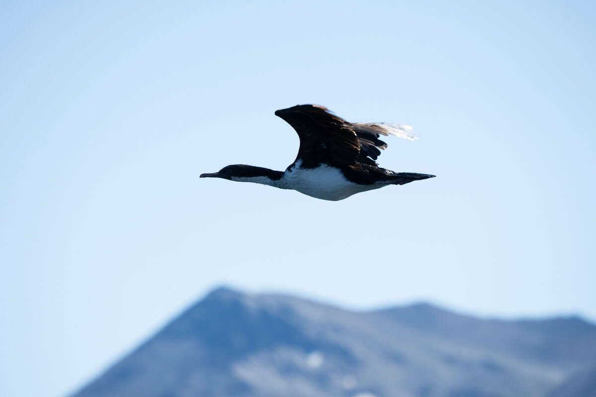 Image of Imperial Shag