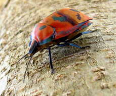 Image of cotton harlequin bug