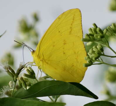 Image of Large Orange Sulphur