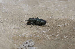 Image of Cicindela (Cicindelidia) amargosae Dahl 1939