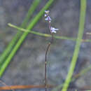 Image de Utricularia biloba R. Br.