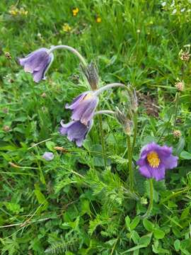 Pulsatilla violacea Rupr. resmi