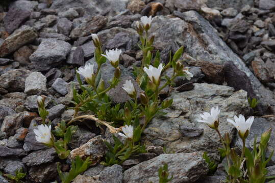 صورة Cerastium pedunculatum Gaudin