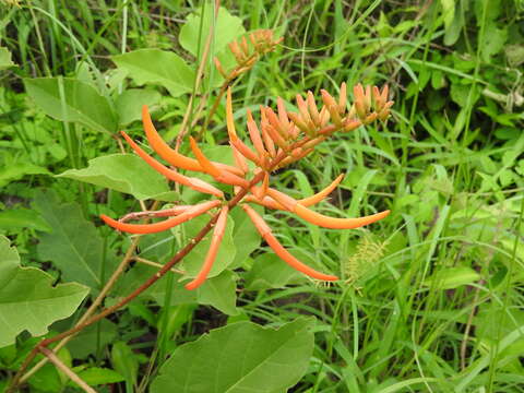 Image of Erythrina leptorhiza DC.