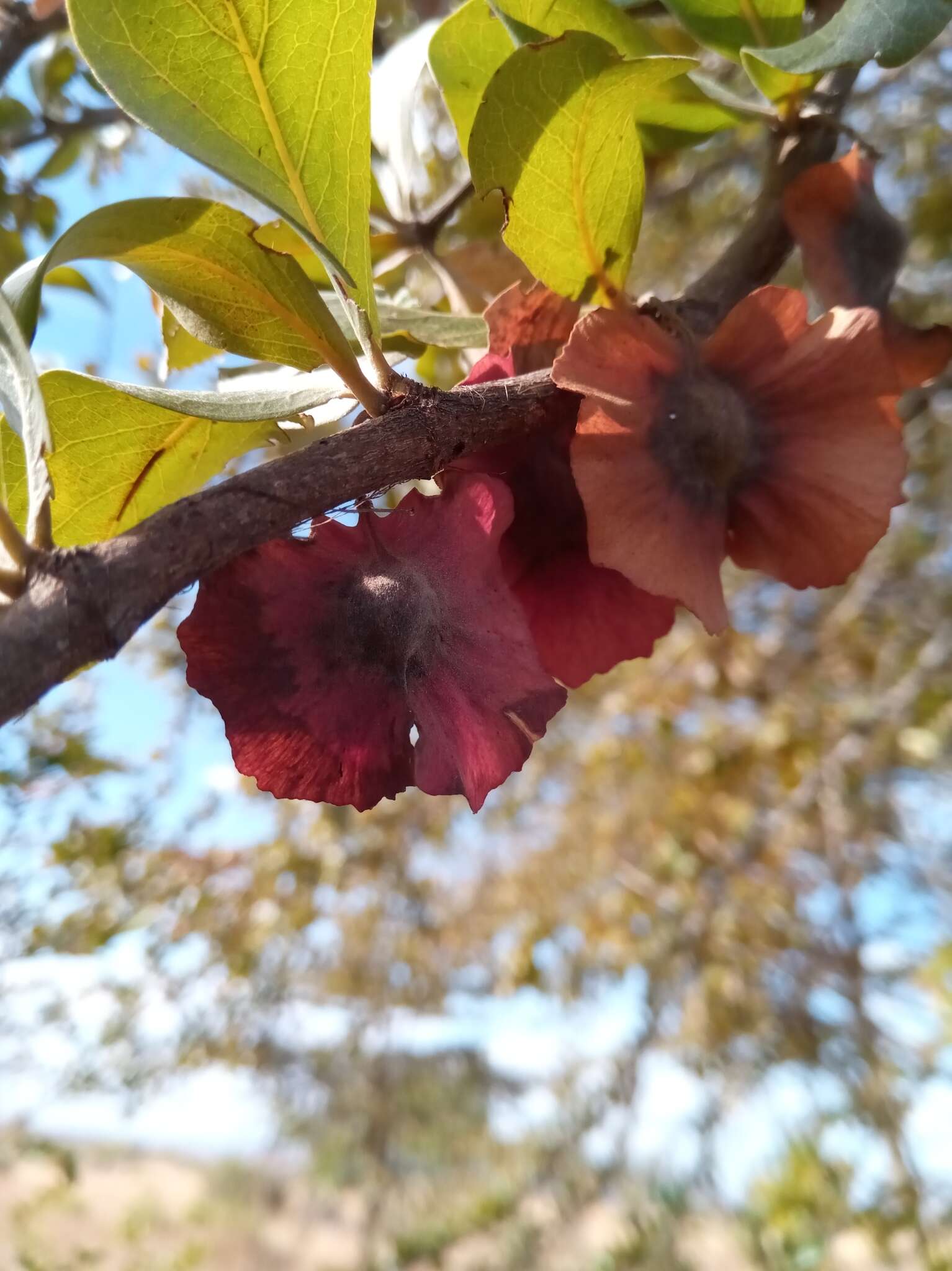 Sivun Terminalia tropophylla H. Perrier kuva