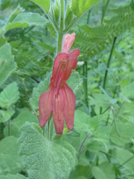 Image of monkeyflower savory