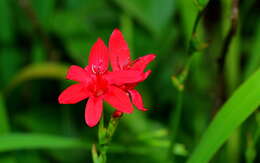 Image of Freesia grandiflora (Baker) Klatt