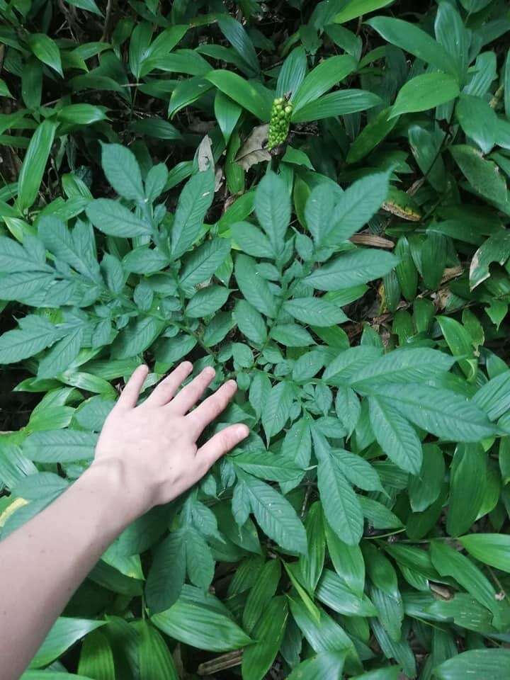 Image of Amorphophallus calabaricus N. E. Br.