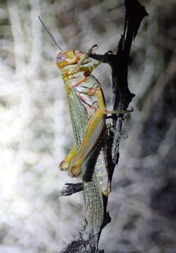 Image of Poecilotettix sanguineus Scudder & S. H. 1897