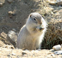 Image of Wyoming ground squirrel