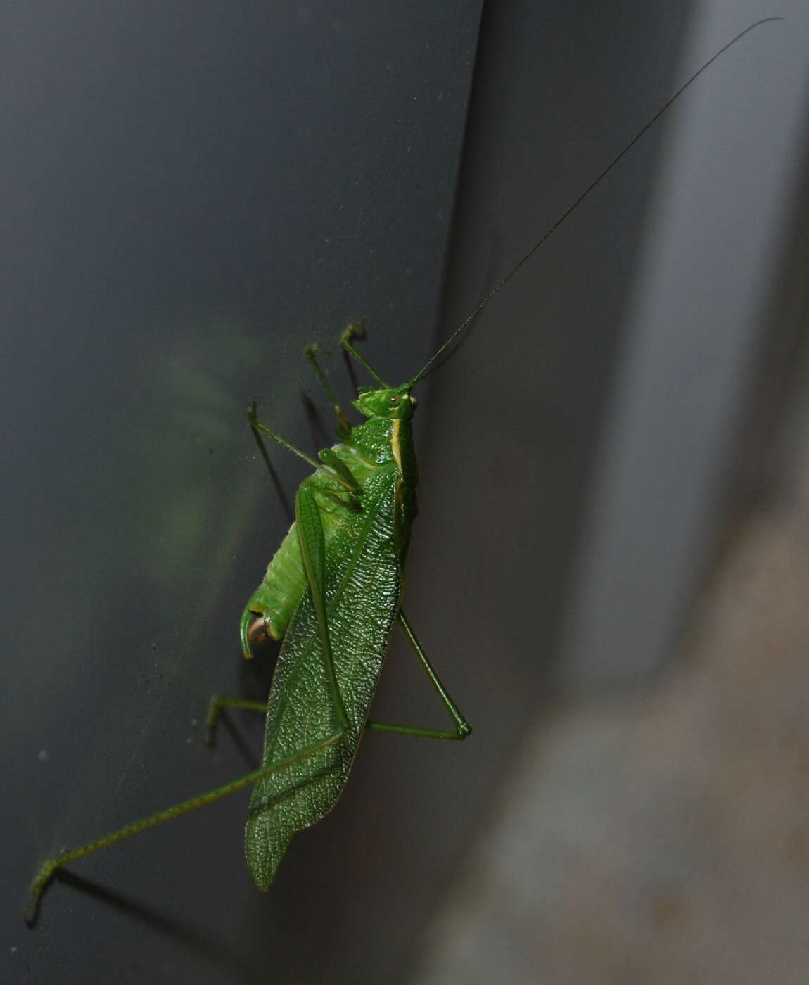 Image of Northern Bush Katydid