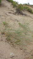 Image of Thinopyrum bessarabicum (Savul. & Rayss) Á. Löve