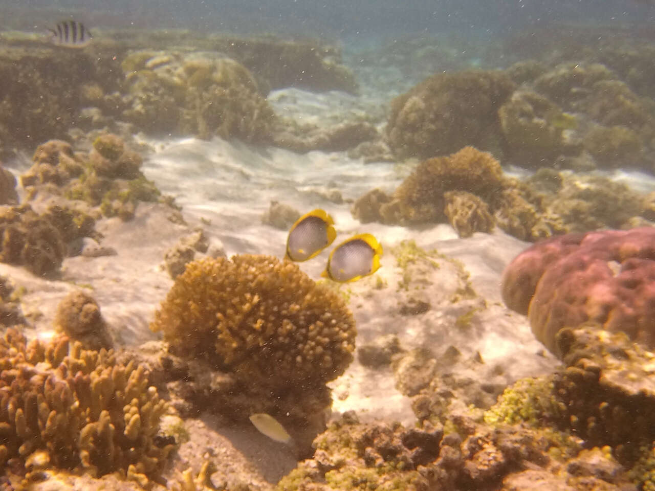 Image of Black-back Butterflyfish