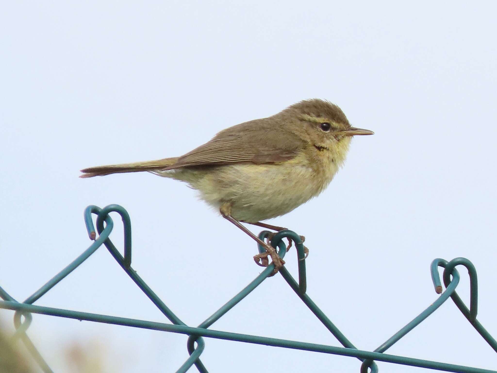 Image of Canary Islands Chiffchaff