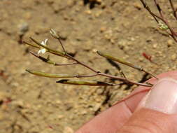 Sivun Pennellia parvifolia (Phil.) Al-Shehbaz & C. D. Bailey kuva