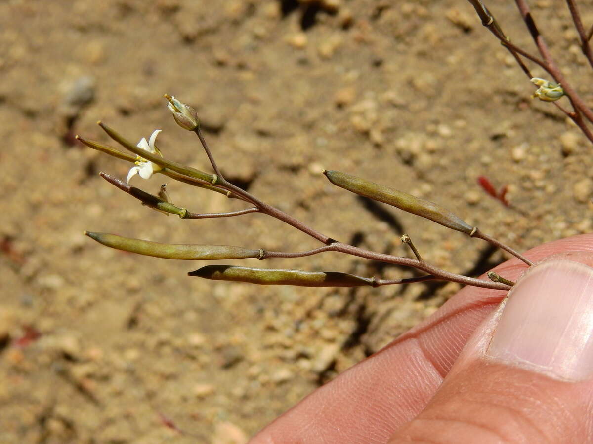 Sivun Pennellia parvifolia (Phil.) Al-Shehbaz & C. D. Bailey kuva