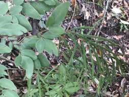 Слика од Llavea cordifolia Lag.