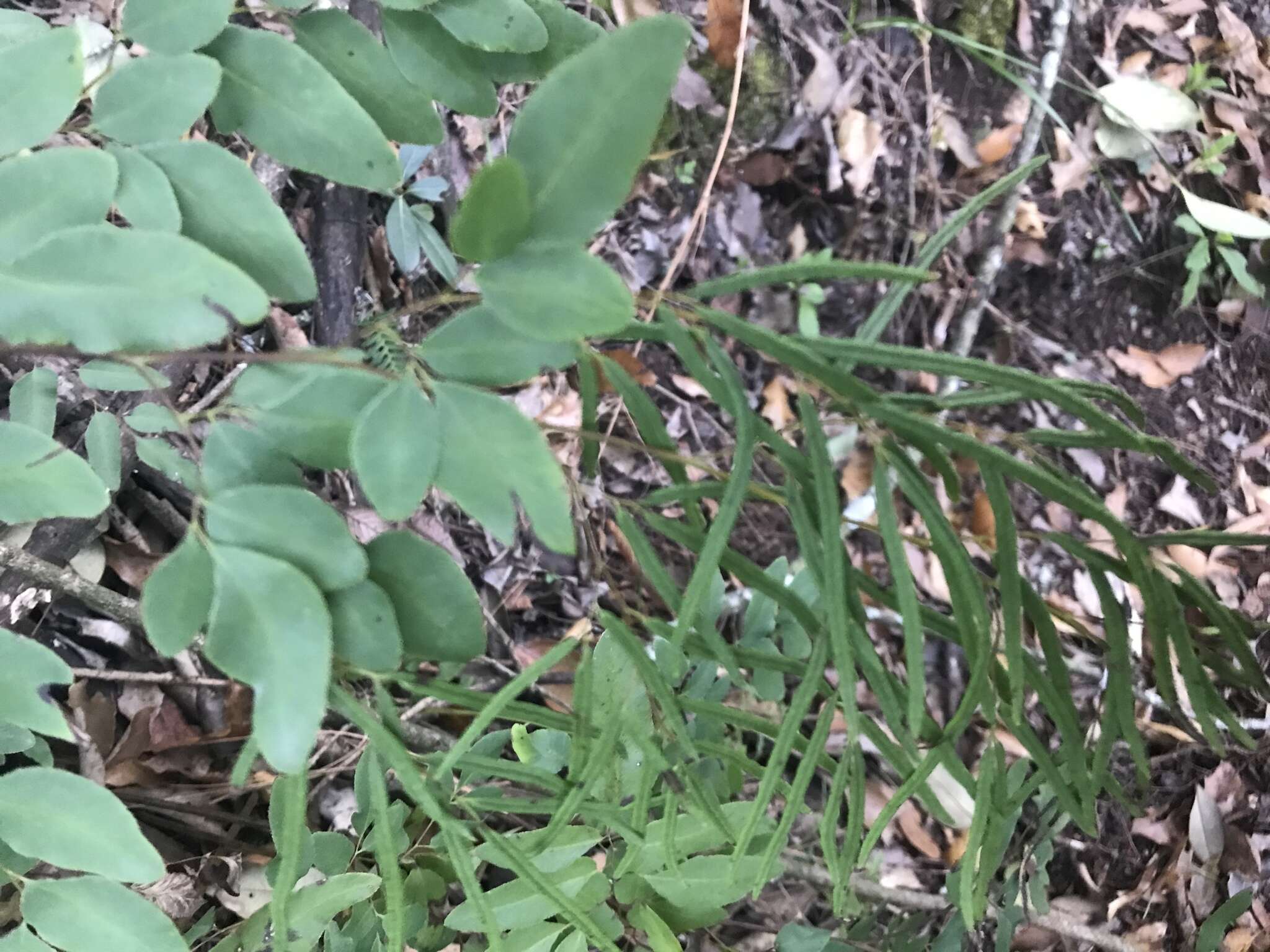 Слика од Llavea cordifolia Lag.