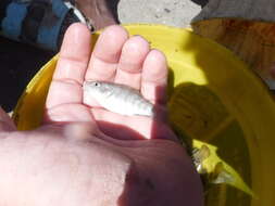 Image of Hispaniola pupfish