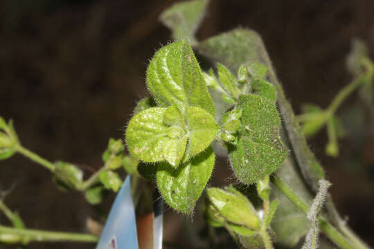 Image of Ruellia floribunda Hook.