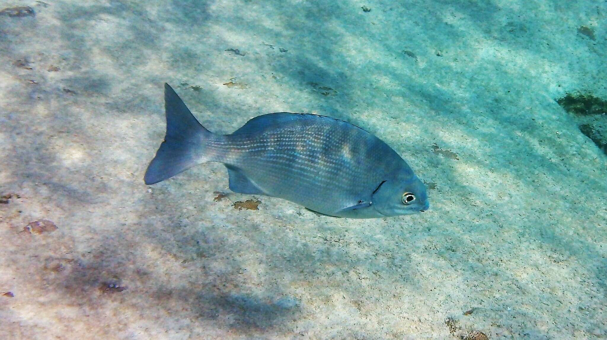 Image of Bermuda chub