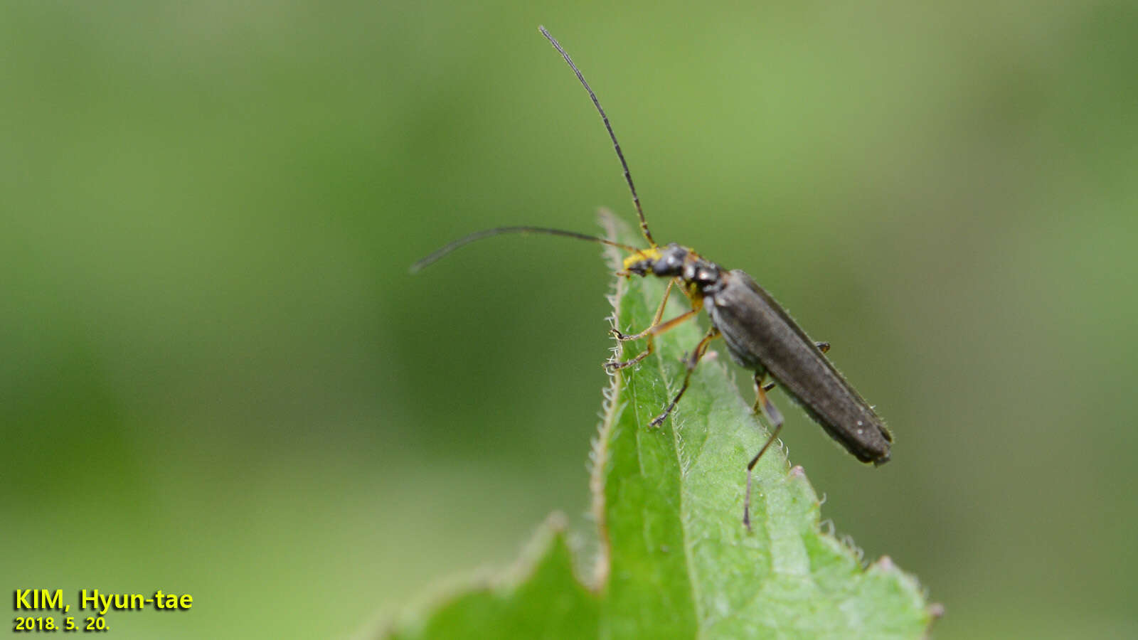 Image of <i>Oedemera amurensis</i>