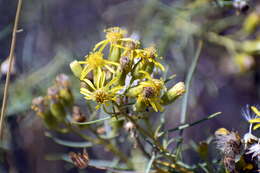 Image of Senecio subulatus D. Don ex Hook. & Arn.