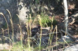 Image of Black Woodpecker