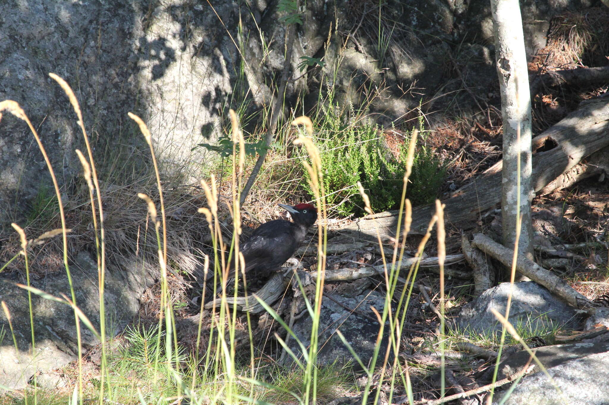 Image of Black Woodpecker