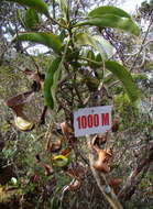 Слика од Nepenthes lowii Hook. fil.