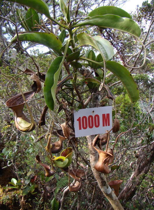 Слика од Nepenthes lowii Hook. fil.