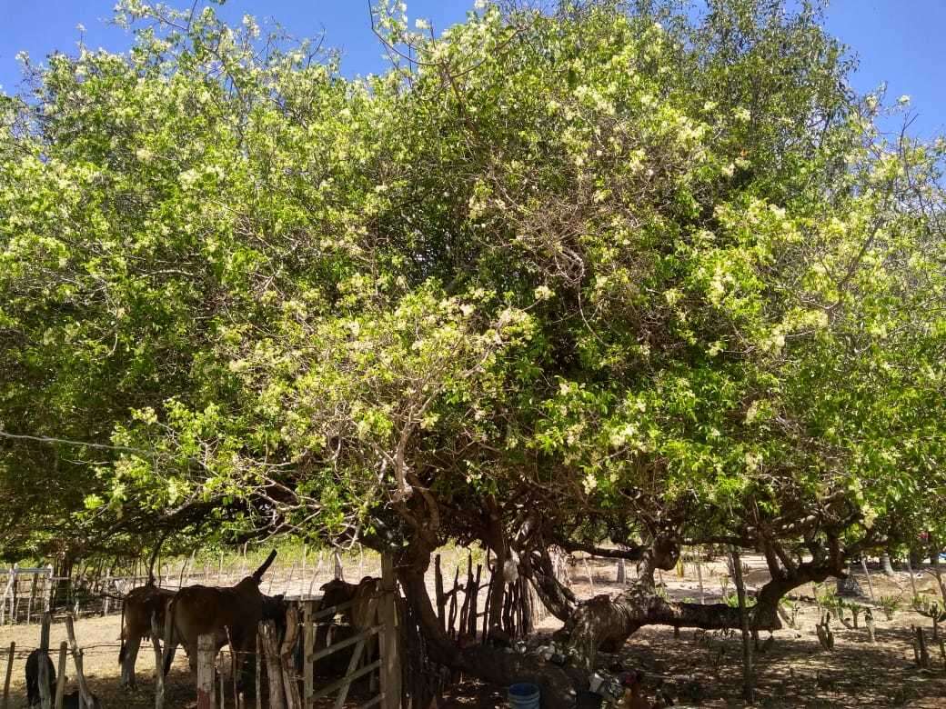 Image de Spondias tuberosa Arruda