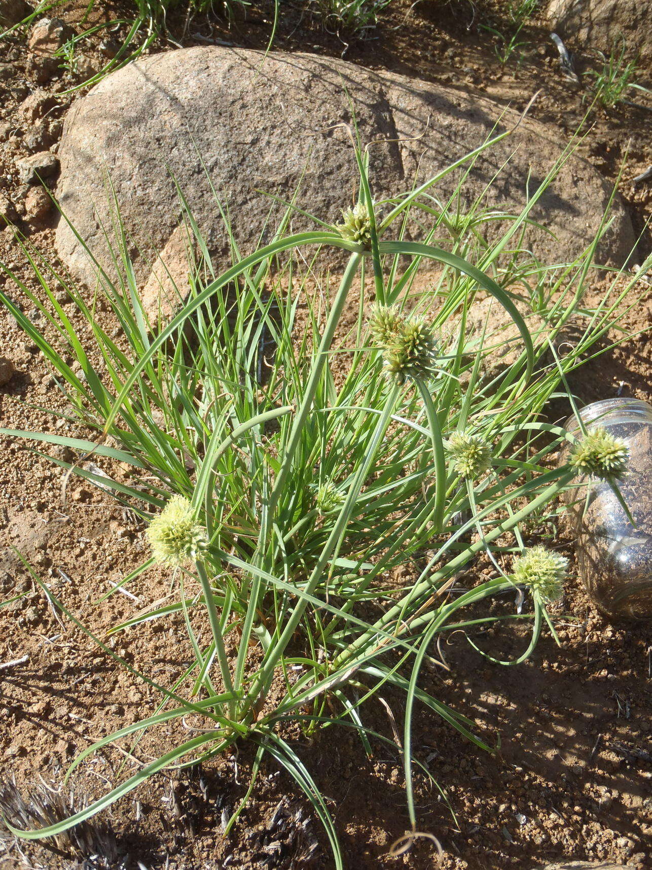 Image of Cyperus capensis (Steud.) Endl.