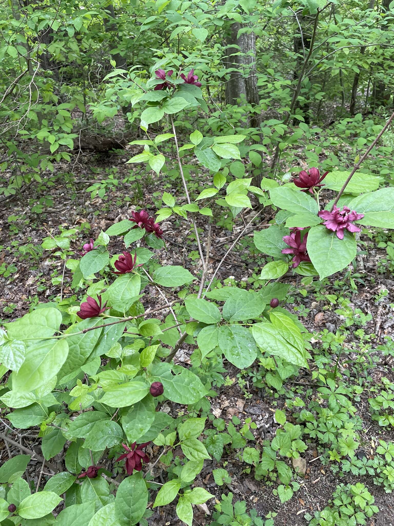 Image de Calycanthus × raulstonii (F. T. Lass. & Fantz) F. T. Lass. & Fantz ex Bernd Schulz