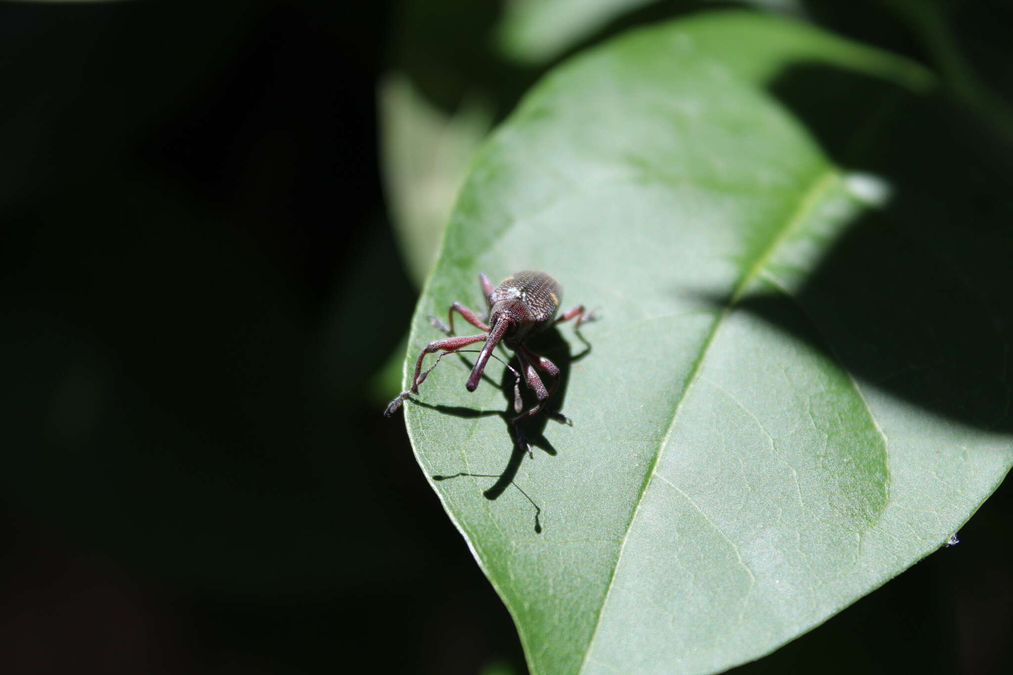 Image of Weevil