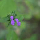 Image of Dicliptera francodavilae Cornejo, Wassh. & Bonifaz